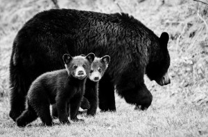 Bearsjpg