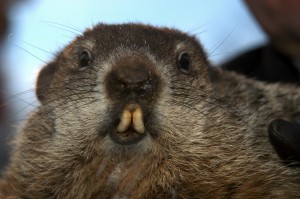 2011_Larry_Taylor_Groundhog_Phil
