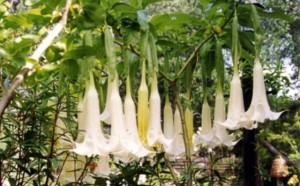 2011_Trunews_pollen