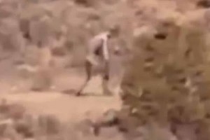 2016_CoastZone_Creature_Portugal_Desert