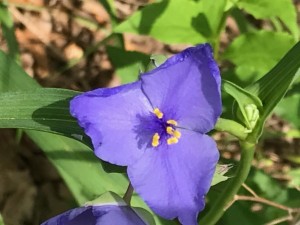 2016_a_darnette_img_3035