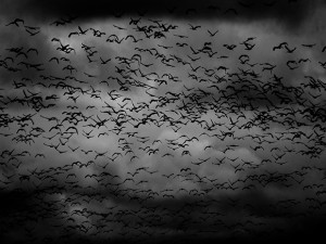 2016_z3news_ravens_night