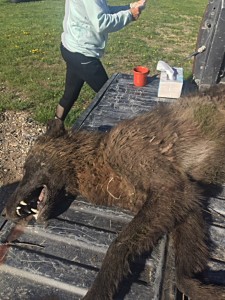 2016_drudge_montana_wolf-like-creature