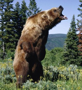 2016_z3news_kodiak_bear