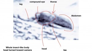 2016_Fox_News_Science_ohio-university-Mars_Photo_Insect