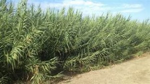 2016_Larry_Taylor_Arundo_Donax_Reed_1