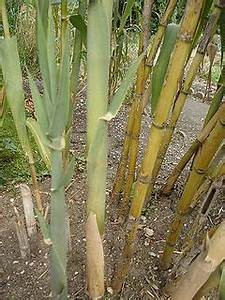 2016_Larry_Taylor_Arundo_Donax_Reed_2