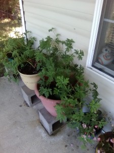 2016_Larry_Taylor_Mosquito_Plants