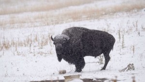 2016_SS_snow-storm-rockies-september-2020
