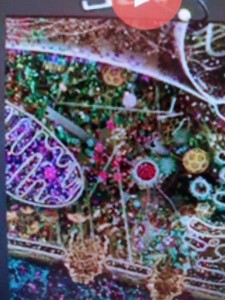 2016_A_A_A_A_a_Human_Cell_Image-2x